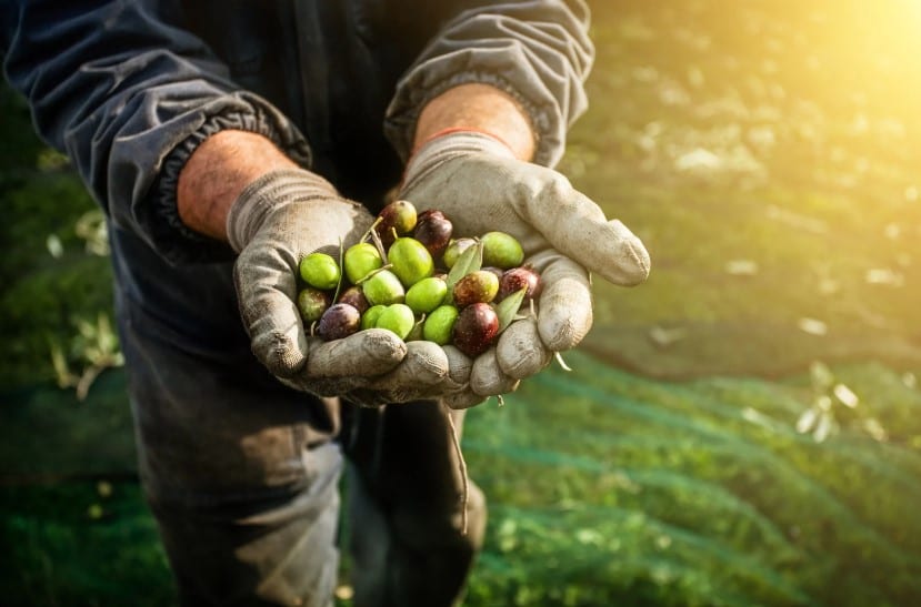 Zeytin Hasadı Kılavuzu