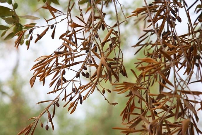 Xylella Yaprak Yanıklığı (Xylella Fastidiosa)
