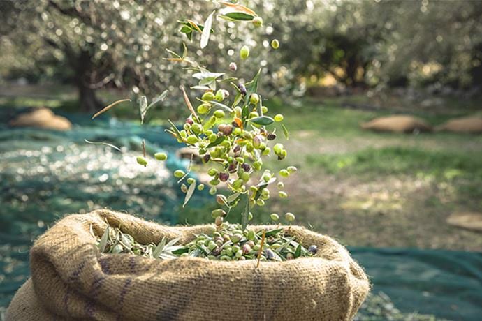 Ülkemizde ve Dünyada Zeytin ve Zeytinyağı