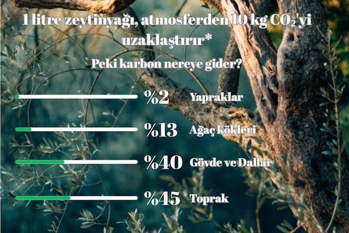 Zeytin Ağaçları İklim Değişikliğini Yenmeye Yardımcı Olabilir