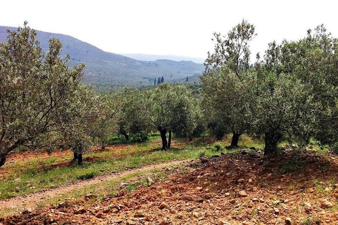 Gömeç’de Zeytin ve Zeytinyağı Üretimi