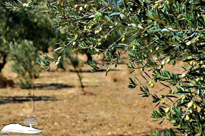 Zeytin Ve Zeytinyağı Sektöründe Sorunlar Ve Çözümler